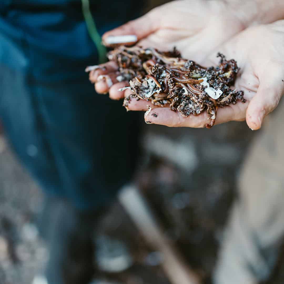 Freshly collected seaweed in hands at The Venny community farm. Seaweed harvest at The Venny community farm, showcasing sustainable food practices.